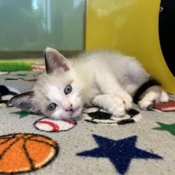 Snowshoe Cats Available for Adoption in Abilene, Texas - Atlas | PetCurious