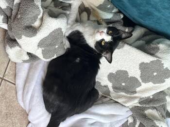 Minnow -  Domestic Short Hair Cat for Adoption in Tampa, Florida - Minnow | PetCurious