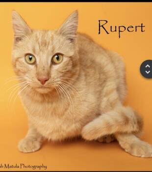 Rupert -  Domestic Short Hair Cat for Adoption in Lafayette, Colorado - Rupert | PetCurious