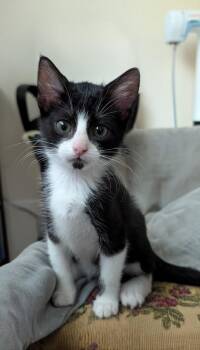 Sydney -  Domestic Short Hair Cat for Adoption in Magnolia, Texas - Sydney | PetCurious