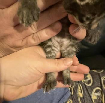 Rescue Extra Toes Cat Hemingway Polydactyl Cats for Adoption in Inez, Kentucky - Spider-Boy | PetCurious