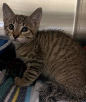 Tinkerbell -  Domestic Short Hair Cat for Adoption in Ocala, Florida - Tinkerbell | PetCurious