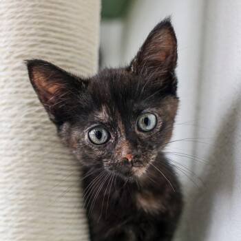 Mickey -  Domestic Short Hair Cat for Adoption in Bradenton, Florida - Mickey | PetCurious