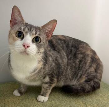 Ember -  Domestic Short Hair Cat for Adoption in Park Row, Texas - Ember | PetCurious