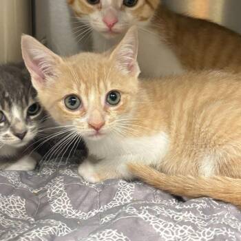 Domestic Short Hair Cats Available for Adoption in Wilmington, Delaware - Elvis | PetCurious
