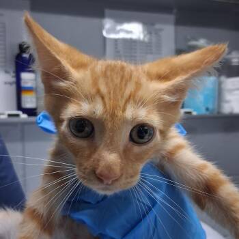 Dante -  Domestic Short Hair Cat for Adoption in Summerville, South Carolina - Dante | PetCurious