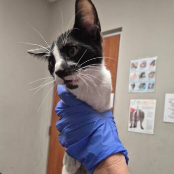 Detroit -  Domestic Short Hair Cat for Adoption in Yuma, Arizona - Detroit | PetCurious