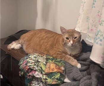 Rescue Domestic Medium Hair Cats for Adoption in Beverly Hills, California - Tony | PetCurious