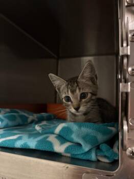 Burner -  Domestic Short Hair Cat for Adoption in Ocala, Florida - Burner | PetCurious