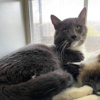 Domestic Short Hair Cats Available for Adoption - Balloon Animal | PetCurious