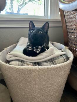 Rescue Domestic Short Hair Cats for Adoption in Houston, Texas - Uncle Jeff | PetCurious