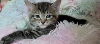 Rescue Torbie Cats for Adoption in Andover, Minnesota - Midori- Sibling To Olivia | PetCurious