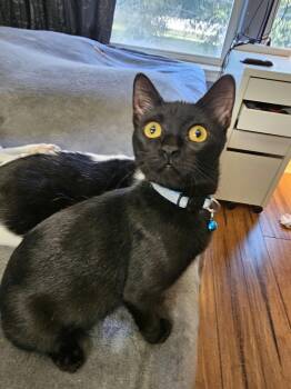 Rescue Domestic Short Hair Cats for Adoption in Houston, Texas - Theadora | PetCurious