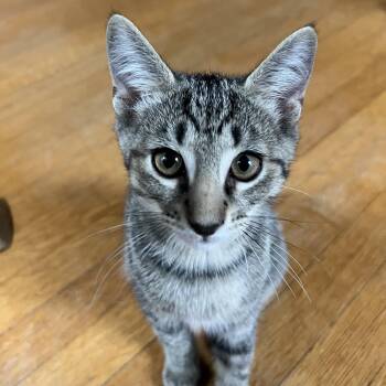 Flannel -  Domestic Short Hair Cat for Adoption in Honeoye, New York - Flannel | PetCurious