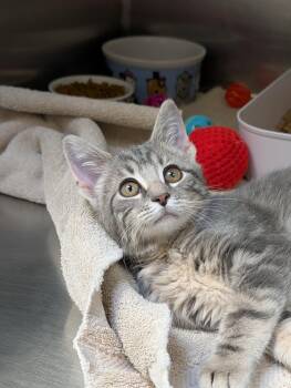 Gargoyle -  Domestic Short Hair Cat for Adoption in Chambersburg, Pennsylvania - Gargoyle | PetCurious