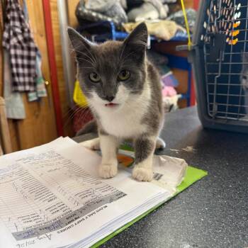 Rosie -  Domestic Short Hair Cat for Adoption in Clavet, Saskatchewan - Rosie | PetCurious