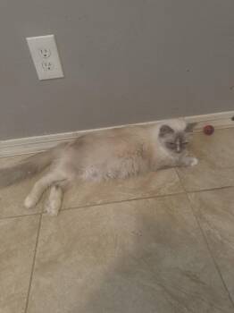 Kiki -  Domestic Long Hair Cat for Adoption in Chandler, Arizona - Kiki | PetCurious