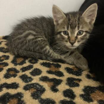 Finnick -  Domestic Short Hair Cat Available for Adoption in Franklin, North Carolina - Finnick | PetCurious