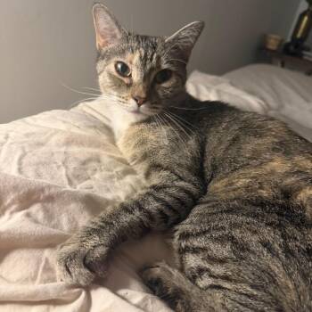 Cinnamon Roll -  Domestic Short Hair Cat for Adoption in Winston-salem, North Carolina - Cinnamon Roll | PetCurious