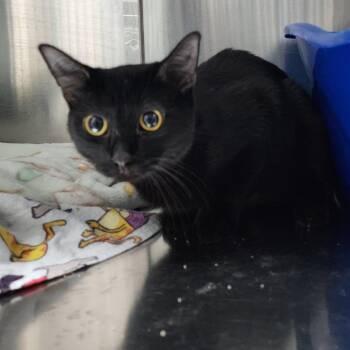 Bunnie -  Domestic Short Hair Cat for Adoption in Monroe, Michigan - Bunnie | PetCurious