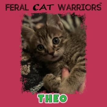 Domestic Short Hair Cats Available for Adoption in Kingman, Arizona - Theo | PetCurious