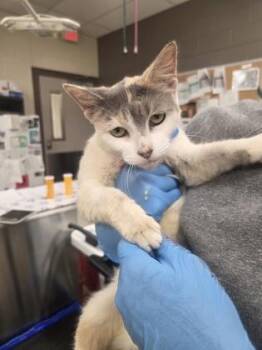Starfire -  Domestic Short Hair Cat for Adoption in Westland, Michigan - Starfire | PetCurious