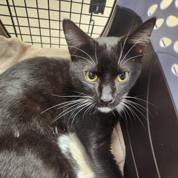 Domestic Short Hair Cats Available for Adoption in York, Pennsylvania - Oreo Speedwagon | PetCurious