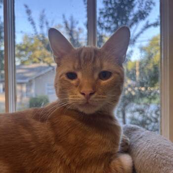 Fawkes -  Domestic Short Hair Cat for Adoption in Statesboro, Georgia - Fawkes | PetCurious