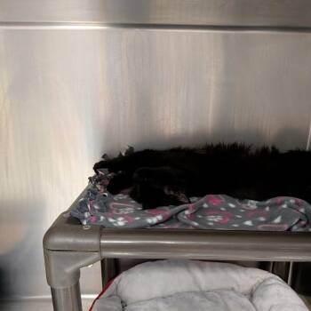 Nyx -  Domestic Medium Hair Cat for Adoption in Falls Church, Virginia - Nyx | PetCurious