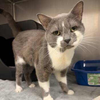 Rescue Domestic Short Hair Cats for Adoption in Titusville, Florida - Laken | PetCurious