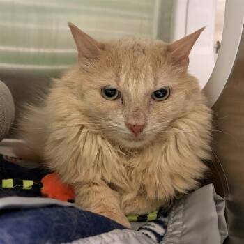 Domestic Medium Hair Cats Available for Adoption in Barnstable, Massachusetts - SERENA | PetCurious