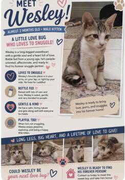 Wesley -  Domestic Short Hair Cat for Adoption in Shrewsbury, Massachusetts - Wesley | PetCurious