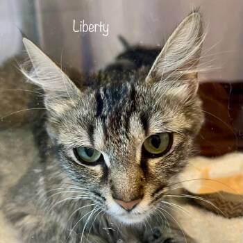 Liberty -  Domestic Short Hair Cat for Adoption in Madisonville, Tennessee - Liberty | PetCurious