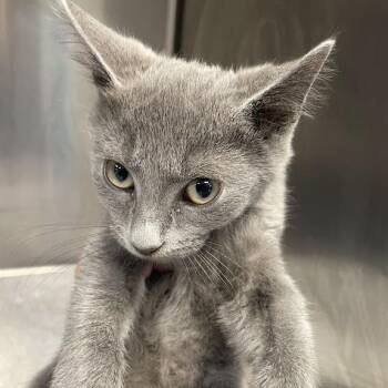 Mojo -  Domestic Short Hair Cat for Adoption in Port Charlotte, Florida - Mojo | PetCurious
