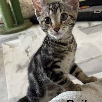 Bail -  Domestic Short Hair Cat for Adoption in Seven Valleys, Pennsylvania - Bail | PetCurious