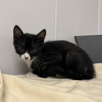 Bob -  Domestic Short Hair Cat for Adoption in West Palm Beach, Florida - Bob | PetCurious