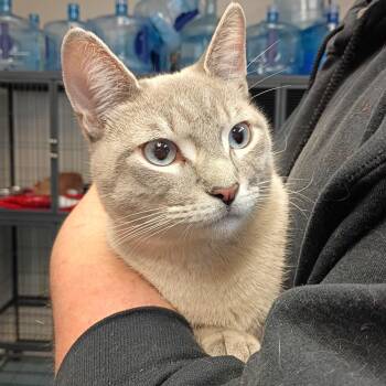 Domestic Short Hair Cats Available for Adoption in New Windsor, New York - Leonardo | PetCurious