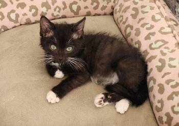 Domestic Short Hair Cats Available for Adoption - Sylvester  | PetCurious