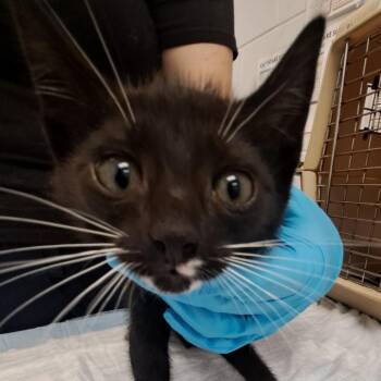 Beach ball -  Domestic Short Hair Cat for Adoption in West Palm Beach, Florida - Beach Ball | PetCurious