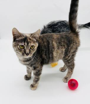 Myka (Mishka) (TINY girl) -  Dilute Tortoiseshell Cat for Adoption in Lucedale, Mississippi - Myka (Mishka) (TINY Girl) | PetCurious