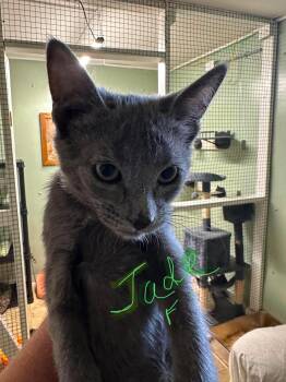 Jade -  Domestic Short Hair Cat for Adoption in Stover, Missouri - Jade | PetCurious