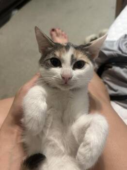Rescue Dilute Calico and Domestic Short Hair Cats for Adoption in Liverpool, Texas - Lilah | PetCurious