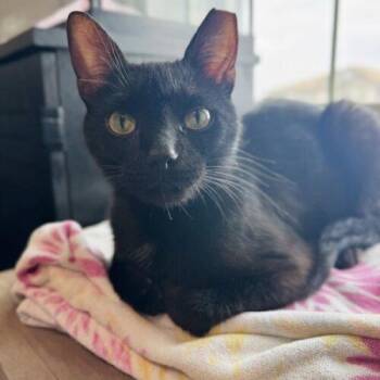 Peter Rabbit -  Domestic Short Hair Cat for Adoption in Tampa, Florida - Peter Rabbit | PetCurious