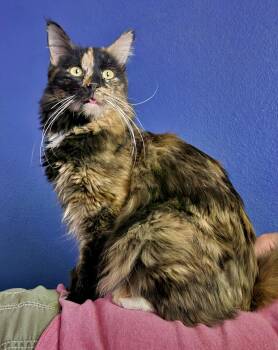 Domestic Long Hair Cats Available for Adoption in Chandler, Arizona - Pumpkin Jewel | PetCurious