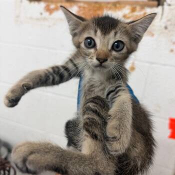 Nina -  Domestic Short Hair Cat for Adoption in Edinburg, Texas - Nina | PetCurious