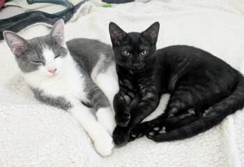Bean -  Domestic Short Hair Cat for Adoption in Alexandria, Virginia - Bean | PetCurious