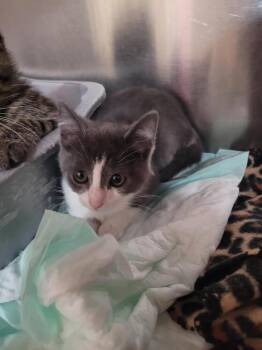 Suki -  Domestic Short Hair Cat for Adoption in Linton, Indiana - Suki | PetCurious