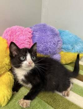 Devin -  Domestic Short Hair Cat for Adoption in Picayune, Mississippi - Devin | PetCurious