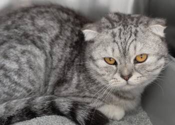 Finn -  Scottish Fold Cat for Adoption in Buford, Georgia - Finn | PetCurious