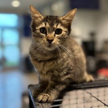 Mildred -  Domestic Medium Hair Cat for Adoption in Matteson, Illinois - Mildred | PetCurious